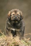 DOGUE DU TIBET 405